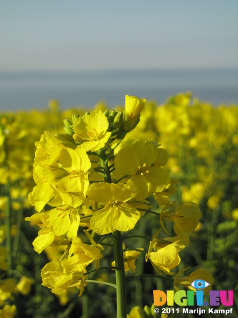 SX18008 Field of yellow Rape (Brassica napus)